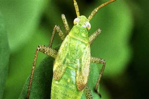 What is an advantage of biological control of pests in agriculture?