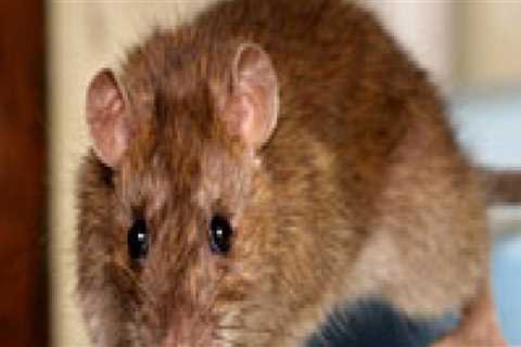 What are the 4 signs that rodents are present?