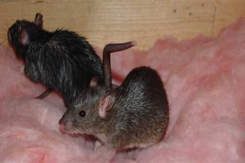 What are 3 ways to effectively control rodents?