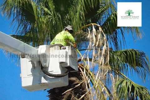 Sunshine Coast Arborist Tree Service