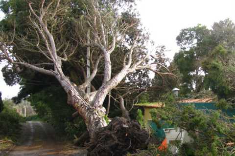 Tree Surgeon Marshes