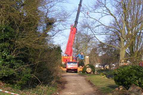 Tree Surgeon Pillgwenlly