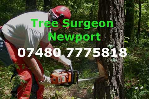 Tree Surgeon Dinas Powis