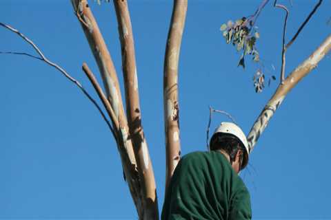 Professional Tree Felling And Removal In Chancellor, Virginia