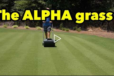 Bermudagrass Basics Beginner Lawn Care