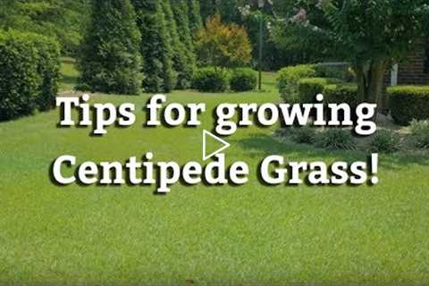 Growing Centipede Grass - Warm Season Turf Tips