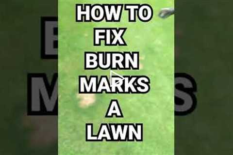 How to repair 🐶Dog stains ⭐ Fertiliser burn ⛽ Fuel burn on a lawn