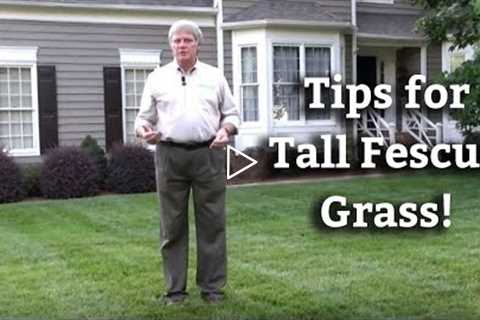 Tall Fescue Grass - Expert Lawn Care Turf Tips