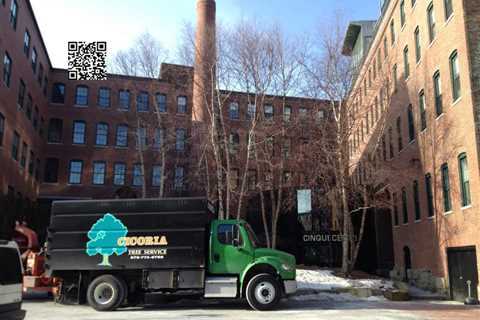 Cicoria Tree and Crane Service Offers Certified Arborist Consultation