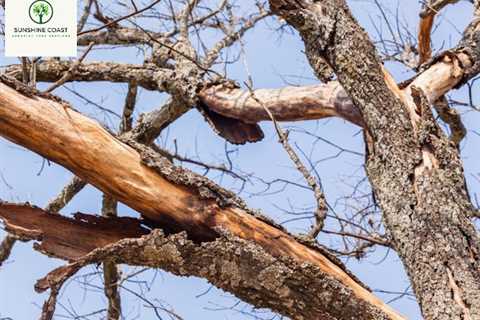 Sunshine Coast Arborist Tree Service