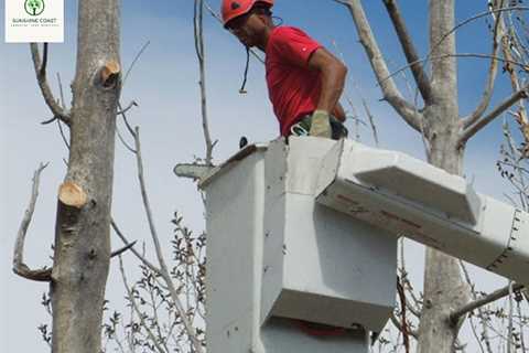 Sunshine Coast Arborist Tree Service