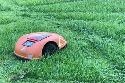 Fore Sale Robot Lawn Mower mowing tall, thick, wet grass How Good cuts grass after huge Rain video