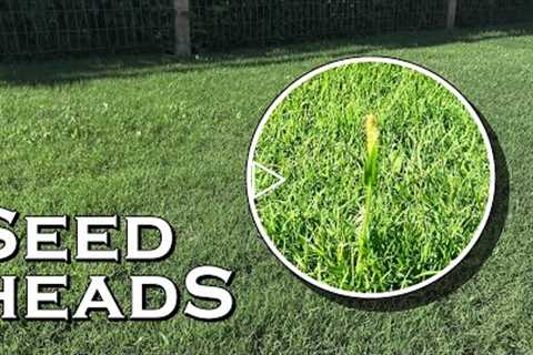 Unsightly Seed Heads in Your Lawn & What They Mean