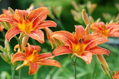 Tips for Planting and Caring for Daylilies