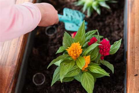 How To Grow and Care for Celosia