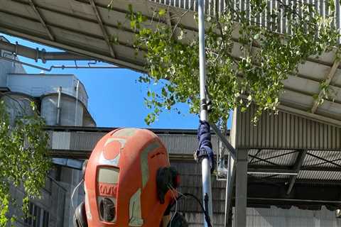 The Advantage Of Hiring An Arborist In Hattiesburg For Tree Maintenance