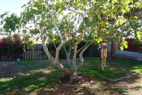 How and When to Prune Your Fig Tree