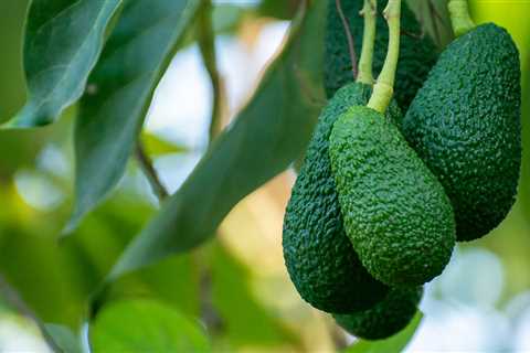 Avocado Pollination And Bees