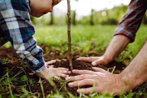 Caring For Young Trees in Winter