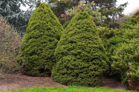 Why is My Dwarf Alberta Spruce Tree Turning Brown After Pruning?