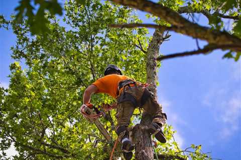 Why is Tree Trimming Important?