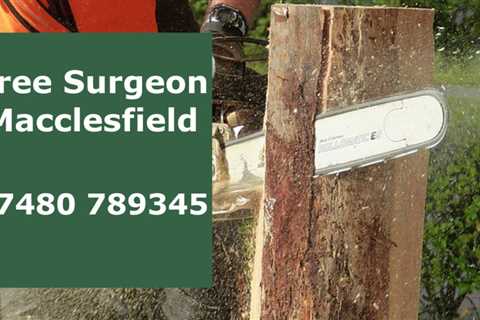 Tree Surgeon Ardwick