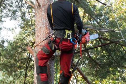 Tree Removal Waterloo - Trained Arborist For All Your Trees Needs