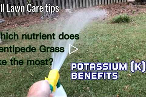 Fall Lawn Tips - The Benefits of Potassium (K) | Centipede Grass lawn care