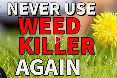 How to get rid of weeds without weed killer // Dandelions clover plantain daisy chickweed