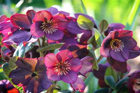How To Grow Hellebores for Winter Blooms