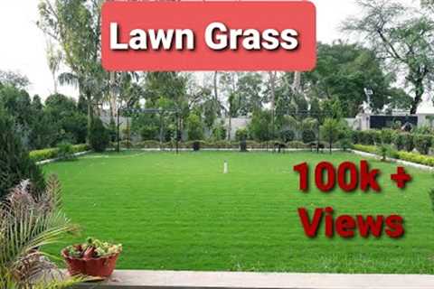 How to grow and care lawn grass in india | hindi | mygarden | apne garden mein ghaas kaise lgaye