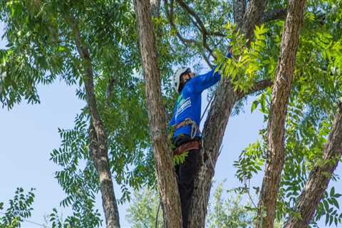 Is it better to trim trees in fall or spring?