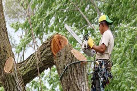 Can you cut down trees without permission?