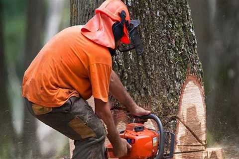 How much does it cost to break down a tree?