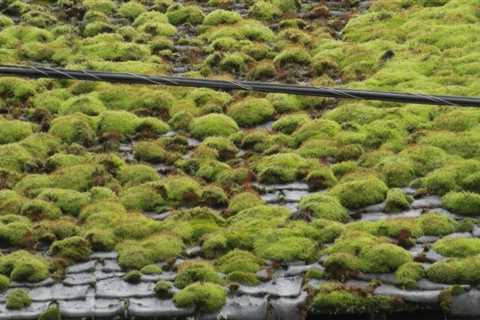 Why does moss build up on roof?