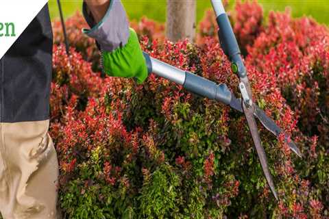 What is trimming and pruning?