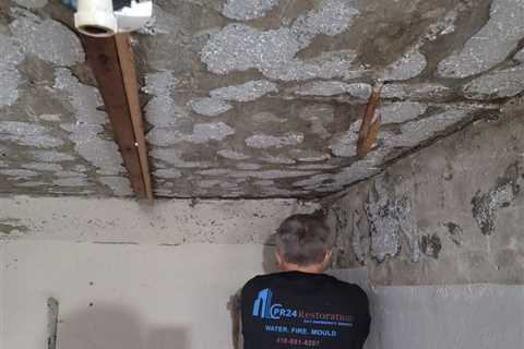 Choosing the Best Mold Removal Company in Toronto