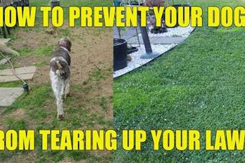 How To Prevent Your Dog From Tearing Up Your Lawn