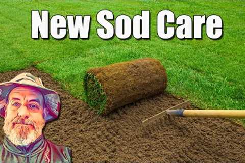 New Sod Lawn Care