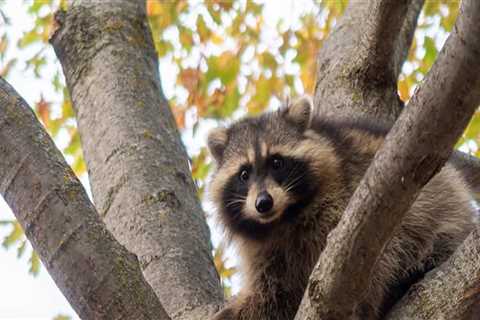 How To Exterminate Raccoons While Doing Forestry Mulching In Houston