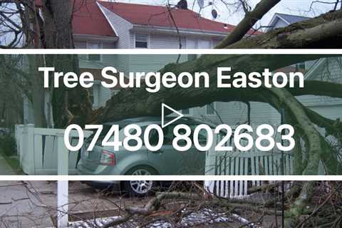 Tree Surgeon Easton Tree Removal Trimming Services Stump And Root Removal Near Me