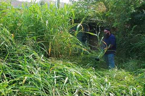 NIGHTMARE CITY VIOLATION CUT - extremely overgrown lawn service - TALLEST GRASS I HAVE EVER CUT