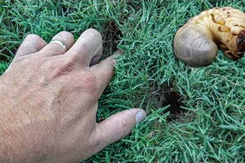 Fall Lawn Care - Fall Lawn Grubs - Fall Crabgrass