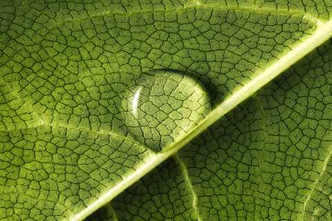 If Your Indoor Plant Has Water Droplets On Its Leaves, This Is What It Means