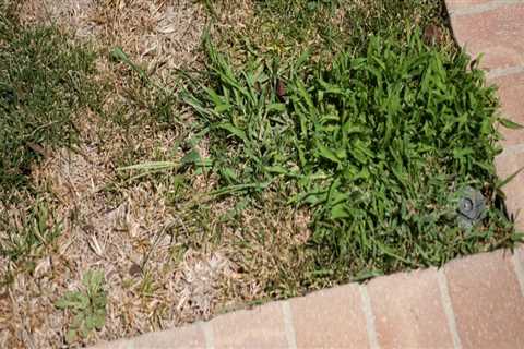 Will turf builder kill grass?