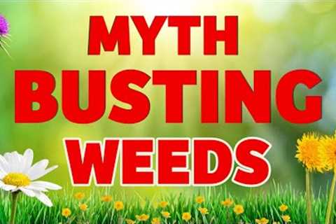 WEEDS IN YOUR LAWN... FRIENDS OR THE ENEMY? DONT BE FOOLED