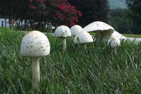 If Mushrooms Are Growing in Your Lawn, This Is What It Means