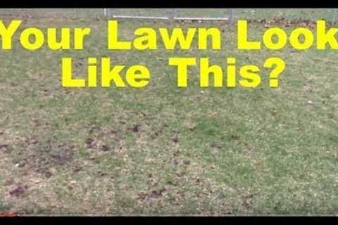 My Lawn Thinned Out Over Winter - Cool Season Lawn Tips