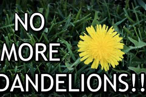 EASILY Remove DANDELIONS From Your Lawn For Good!