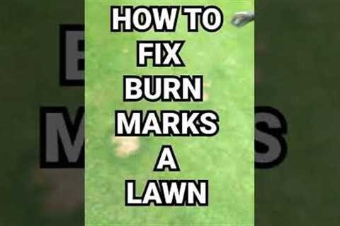 How to repair 🐶Dog stains ⭐ Fertiliser burn ⛽ Fuel burn on a lawn